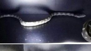 Serpiente causa pánico en vestidor de Portland en San Antonio