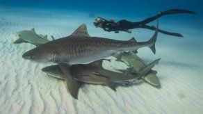 La modelo que susurraba a los tiburones blancos
