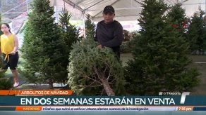 Para las fiestas decembrinas se ha aprobado el ingreso a Panamá de más de 100 mil arbolitos Para las fiestas decembrinas se ha aprobado el ingreso a Panamá de más de 100 mil arbolitos