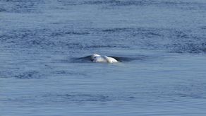 Fue avistada por primera vez en el Sena la semana pasada, tras salirse por accidente de su ruta normal hacia el Ártico.