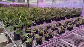 La compañía le presentó la información al Departamento de Agricultura que determinó que el gen usado en las fresas replica un proceso natural y no necesita aprobación de los reguladores para llevar las fresas al mercado.