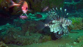 Promueven en Panamá consumo del pez león