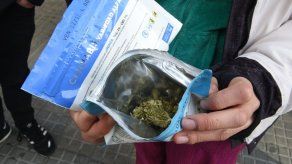 Cientos se postulan para seis puestos de catadores de marihuana en Canadá