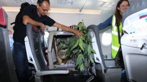 Un koala viaja a Escocia en un avión junto al resto de pasajeros