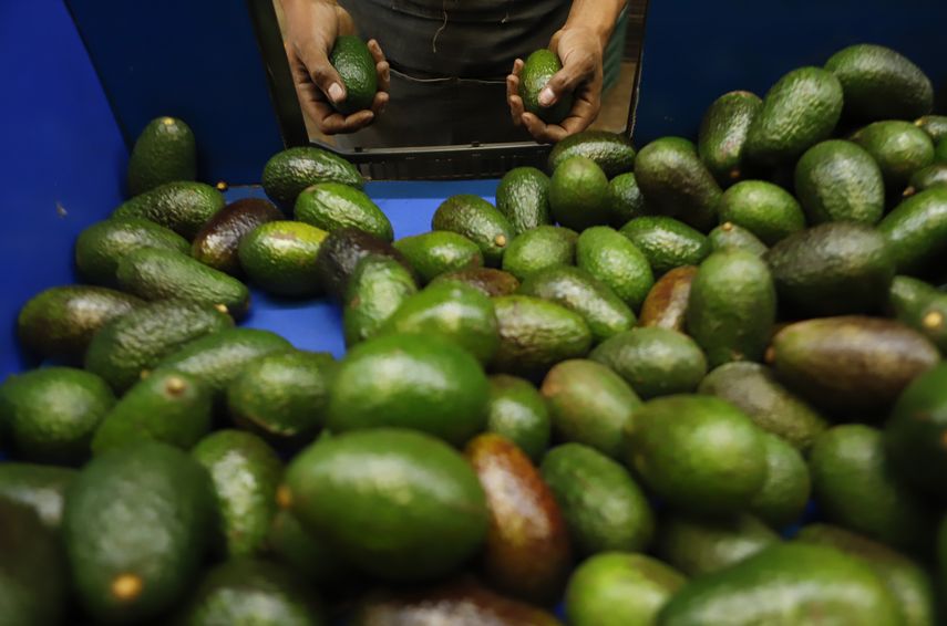 Once camiones con casi 20 toneladas de aguacates de Jalisco se alinearon el jueves en el pueblo montañoso de Zapotlán El Grande para partir hacia Estados Unidos.