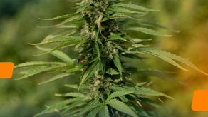 Presidente Mulino sanciona la Ley 464 que regula la industria del cáñamo en Panamá