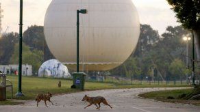 AFP