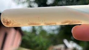 MINSA, gusano barrenador