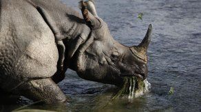 Nepal: Matan a raro rinoceronte en bosque nacional
