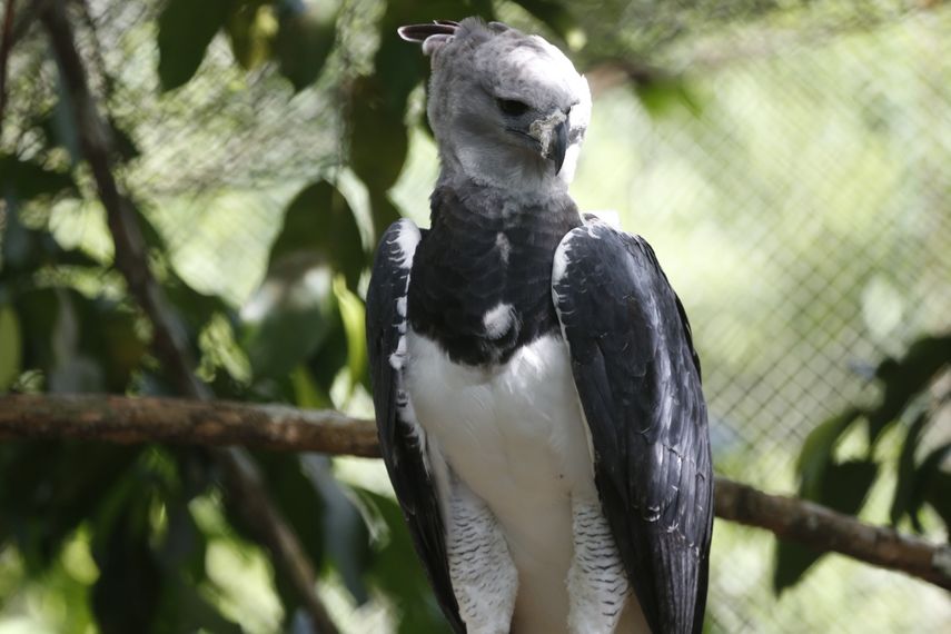 Panamá celebra este 10 de abril el Día del Águila Harpía, su Ave Nacional
