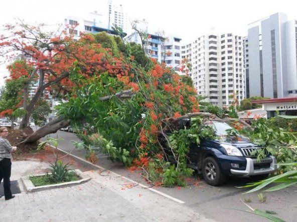 Árbol cae sobre un auto en San Francisco