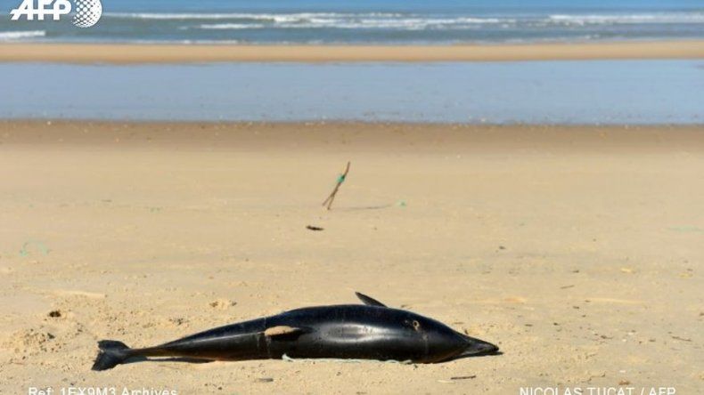 Grito de angustia para que se escuche el sufrimiento de los animales marinos