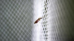 A través de su picadura los mosquitos pueden transmitir enfermedades como zika, dengue y malaria.