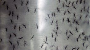 Confirman el primer caso autóctono de chikungunya en Costa Rica