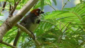 Ornitólogos anuncian una nueva especie de ave endémica de Costa Rica