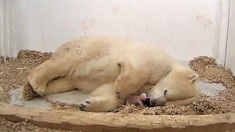 Berlín llora la muerte súbita de osezno polar de menos de un mes