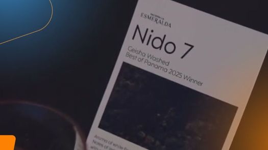 Café panameño se vende a casi $1,000 la taza en Dubái. Café panameño se vende a casi $1,000 la taza en Dubái.
