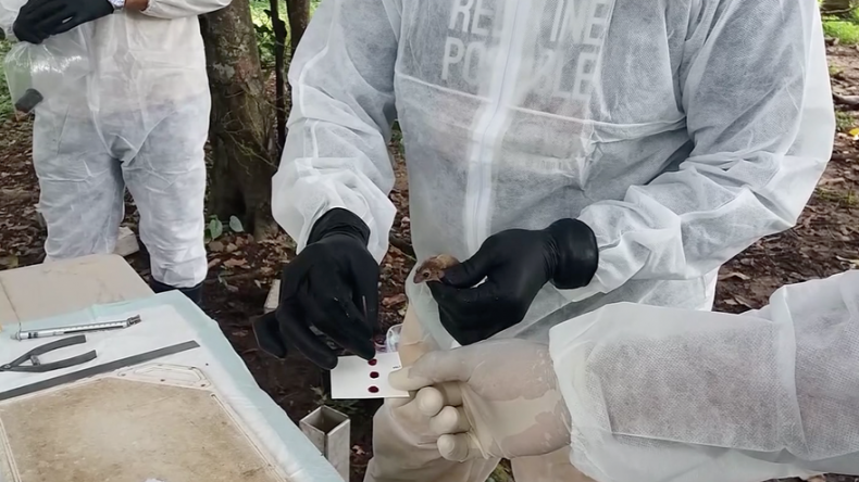 Aumentan a 66 los casos de hantavirus en Los Santos