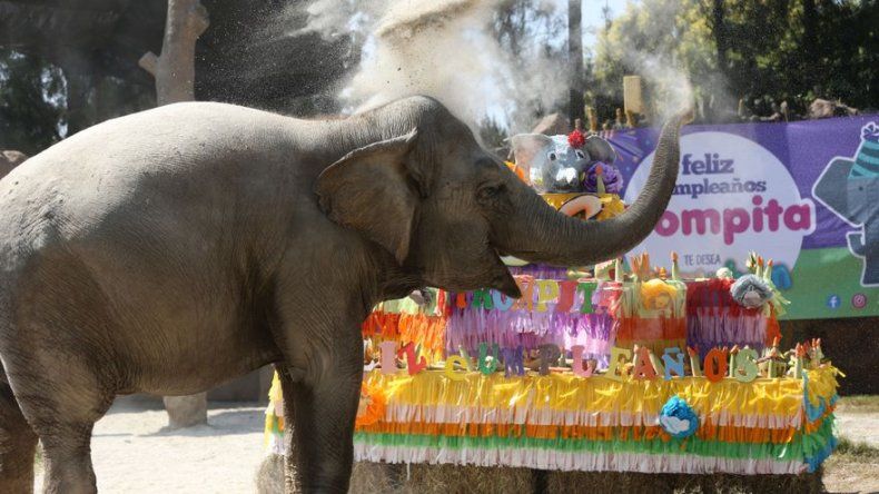 Elefanta guatemalteca Trompita sopla 56 velas emocionada con su pastel