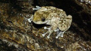 Descubren en Australia una rana que se creía extinguida