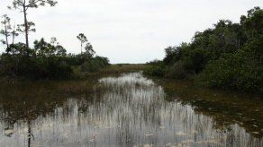 Florida quiere terminar con los botes deslizadores de los Everglades