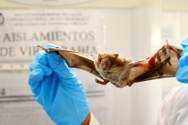 Alerta por rabia silvestre en humanos tras dar positivo dos soldados en Perú