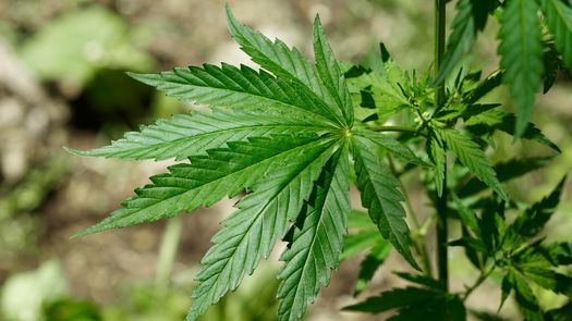 Hoja de marihuana.