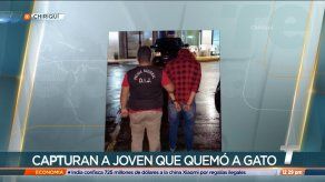 Hombre que quemó a un gato en Chiriquí fue aprehendido Hombre que quemó a un gato en Chiriquí fue aprehendido