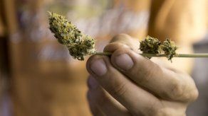 Argentina: crece hallazgo de marihuana en equipaje de turistas provenientes de Uruguay