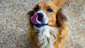 Seis señales de que tu perro tiene problemas en la piel.