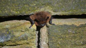 Revelan nuevos detalles sobre la brújula interna de los murciélagos