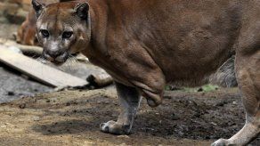 Militares ayudarán a repeler ataques de pumas en Bolivia