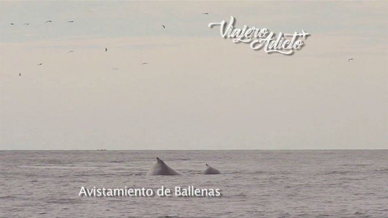 ¿Dónde disfrutar del avistamiento de ballenas en Panamá?