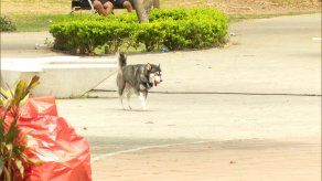 Emiten recomendaciones para evitar golpe de calor en mascotas