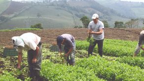 Minera Panamá: Productores solicitan el paso por las vías cerradas.