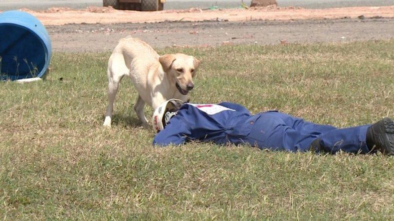 Perros realizan pruebas para convertirse en rescatistas
