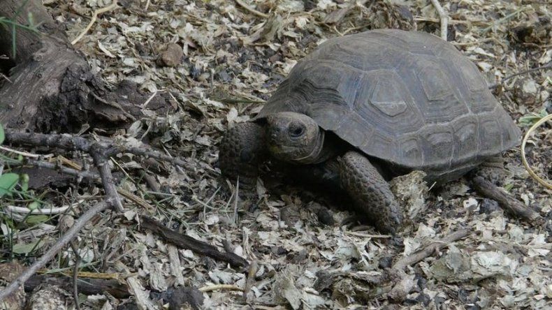 ¡Cuidado con los souvenirs!: los particulares recuerdos que se incautan en Galápagos