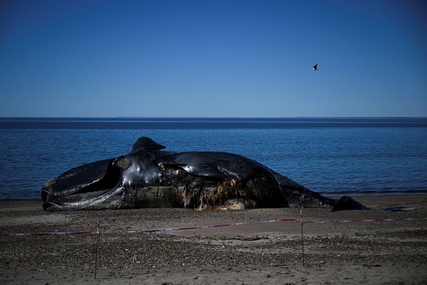 No descarta que se puedan reportar nuevos casos en los próximos días.
