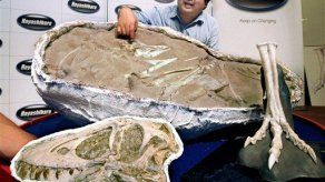 Descubren el esqueleto completo de un dinosaurio joven