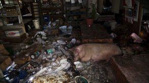 Tierra de nadie en Japón da fe de su pesadilla nuclear