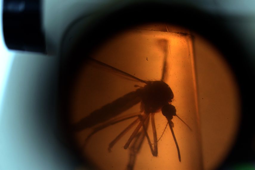 La malaria es una enfermedad infecciosa producida por el parásito Plasmodium y transmitida por la hembra del mosquito Anopheles.