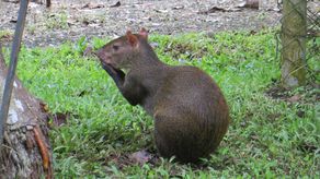 Caza ilegal de fauna silvestre, ñeques son asesinados por cazadores de manera atroz Caza ilegal de fauna silvestre, ñeques son asesinados por cazadores de manera atroz