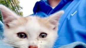 Nueva Jersey: Buscan a persona que lanzó 2 gatos desde auto