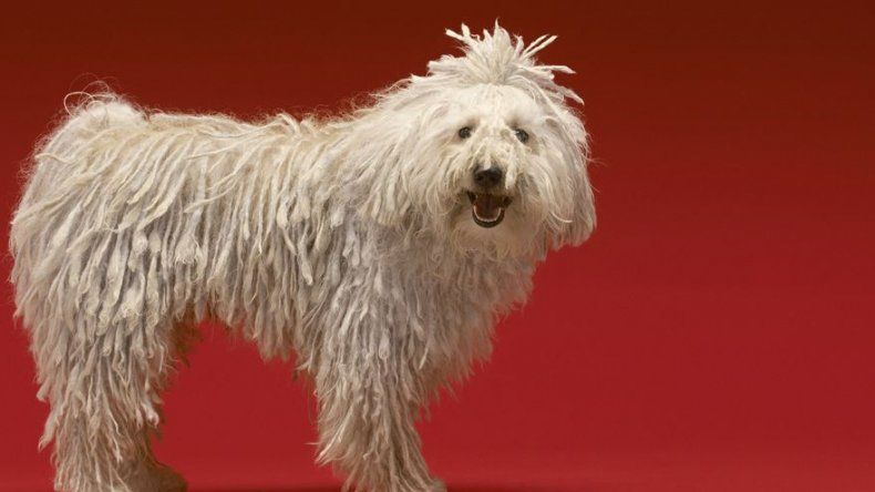 Los perros más raros del mundo