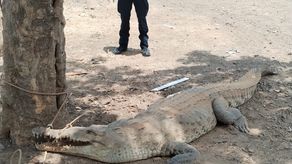 MiAmbiento, avistamiento de cocodrilos MiAmbiento, avistamiento de cocodrilos