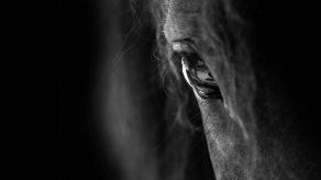 Texas estudia penalizar el sexo con animales