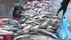 Compradores aprovechan los buenos precios en el Mercado de Mariscos