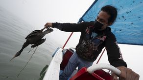 La empresa atribuyó el accidente al oleaje causado por la erupción volcánica en Tonga.