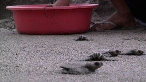 El arriesgado periplo hacia el mar de las tortugas en Filipinas