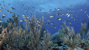Olas de calor marinas tienen efecto mínimo sobre abundancia de peces